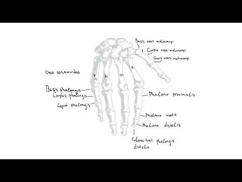 Видео: Кости на ръката – Ossa manus (3:54) ┃teoriyata.com