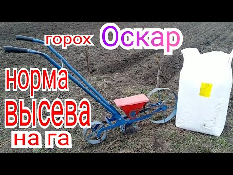 Видео: Сколько гороха нужно для 1га земли и какой заработок на горохе Оскар