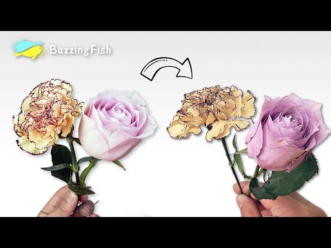 Видео: 🌼Как сушить и сохранять цветы | Сухоцветы (роза и гвоздика) 🌹