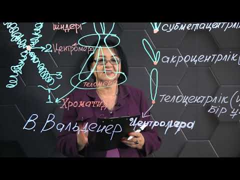 Видео: Адам хромосомасы жиынтығының кариограммасын құру. 10 сынып.
