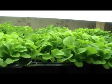 Видео: полив и пикировка рассады табака