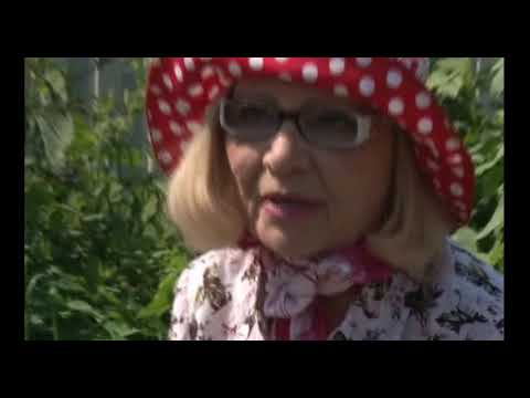 Видео: ВЫСАЖИВАЕМ ОГУРЦЫ В ОТКРЫТЫЙ ГРУНТ с Октябриной Ганичкиной