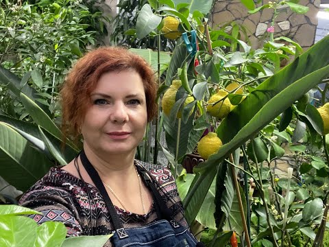 Видео: Небольшой обзор и дегустация Dekopon и Mandalate