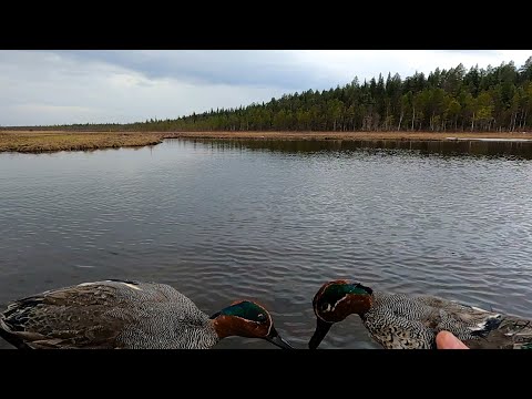 Видео: ВЕСНОВКА 2024 \ (новый заезд) \  Часть 1 \ ОХОТА НАЧАЛАСЬ