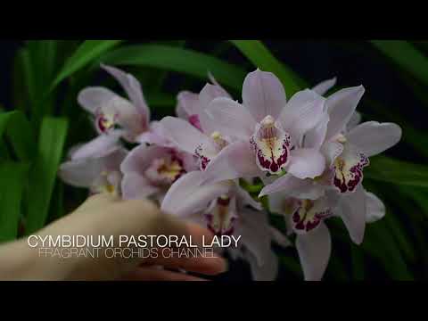 Видео: Мои цимбидиумы , домашнее цветение и не только. Cymbidium Auburn, Cym. Golden Elf, Cym. Ensifolium.