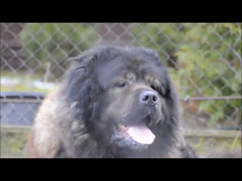 Видео: КАВКАЗСКАЯ ОВЧАРКА - САМАЯ БОЛЬШАЯ СОБАКА КАВКАЗА/КАВКАЗСКИЙ ВОЛКОДАВ/СОБАКА ТЯЖЕЛОВЕС