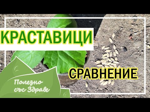 Видео: Выращивание огурцов: Рассадой или посев прямо в грунт.