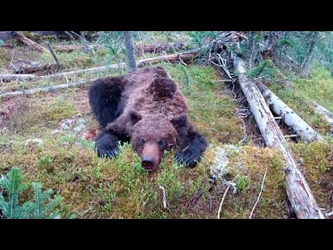 Видео: Нападение медведя на группу туристов в Ергаках: хронология событий