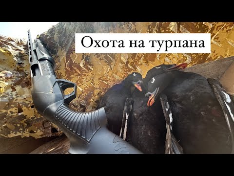 Видео: АНДЫ КYYTYYЛЭЭХ БУЛТ/ОХОТА НА ТУРПАНА