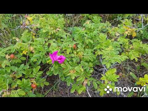 Видео: Кунашир. Поехали за шиповником. Озеро Лагунное.