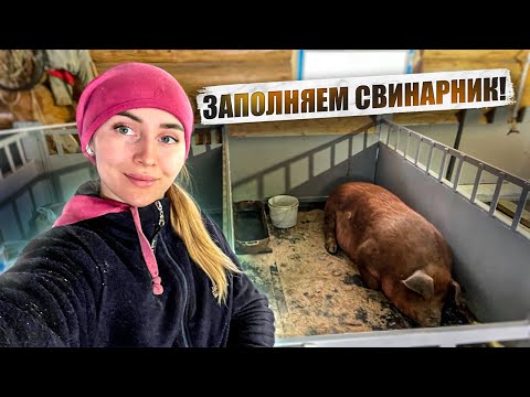 Видео: Переработка молока и мяса в нашем хозяйстве. Деревенская жизнь | Молодая Ферма