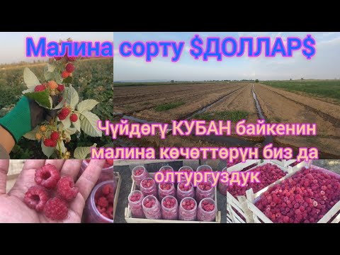 Видео: КУБАН БАЙКЕНИН  ДОЛГОИГРАЮЩИЙ МАЛИНА КӨЧӨТТӨРҮН ИЙГИЛИКТҮҮ ТИГИП АЛДЫК.