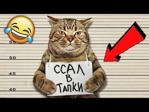 Видео: 🐱УМОРА с КОТОВ!
