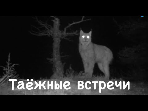 Видео: Встречи на Аяне. Животные плато Путорана / Photo trap. Animals of Siberia. / Сибирь