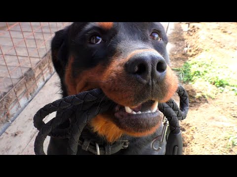 Видео: Команда "держи" на любой предмет. Ротвейлер