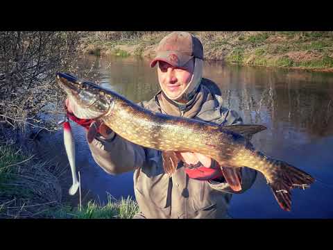 Видео: ЩУКА на КРУПНУЮ РЕЗИНУ 🎣 LJ KUBIRA СНОВА УДИВИЛА!!! 🎣 HAUGIPÜÜK suure SILIKOONIGA