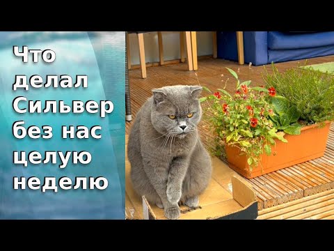 Видео: Что делал Сильвер без нас целую неделю / Такого Сильвера вы еще не видели