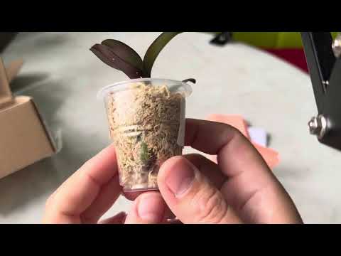 Видео: Распаковка посылки орхидеей от Elsa orchids