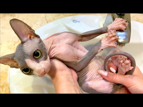 Видео: Как Искупать Кота НО 👉НЕ В ВАННЕ 😻 Кот Миллион