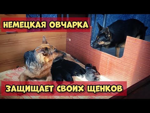 Видео: РЕАКЦИЯ ПАПЫ НА 8 ЩЕНКОВ. МАТЬ ЗАЩИЩАЕТ ЩЕНКОВ