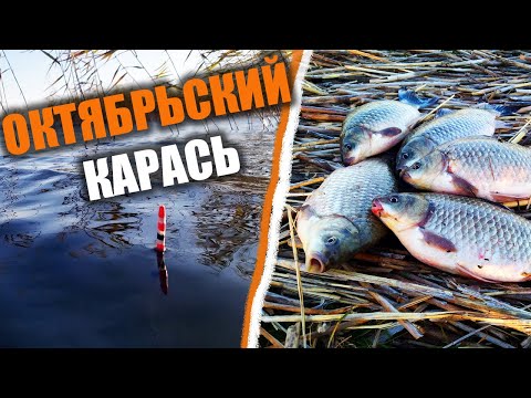 Видео: ЛОВИМ КАРАСЯ ПРАВИЛЬНО! Разведка нового водоёма. Октябрьский карась. #рыбалка #карась #рыба