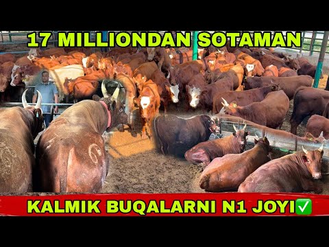 Видео: KALMIK BUQALARNI TONNA BO’LADIGONLARI KELDI ✅✅✅10 октября 2025 г.