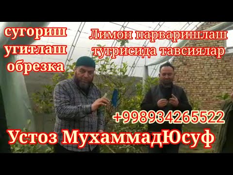 Видео: 23 02 2022 Лимон обрезеаси, зараркунандаларга қарши чора тадбирлар, тўғри суғориш, озиқлантириш.