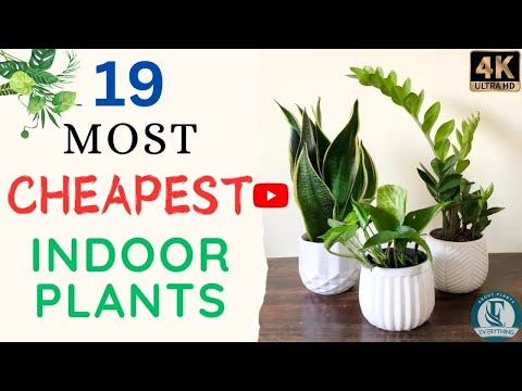 Видео: 19 доступных комнатных растений | Самые дешевые комнатные растения для начинающих | Все о растениях.