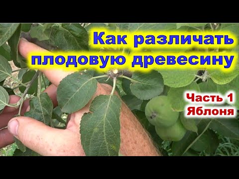 Видео: Как различать плодовую древесину  Часть 1   яблоня