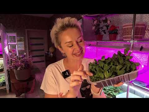 Видео: РАССАДА ДЛЯ ПРОДАЖИ.МАССОВО ОТЧЕРЕНКОВАЛА ПЕТУНИЮ 2023