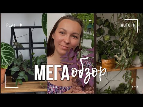 Видео: Мега обзор лоджии/ Август 2023/ Новые растения/ Хойи/ Ароидные/ Как выросли растения за лето 2023