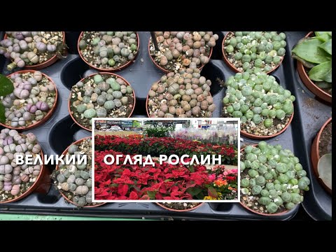 Видео: САДОВЫЙ ЦЕНТР🌲  цены на растения  💙💛Эпицентр