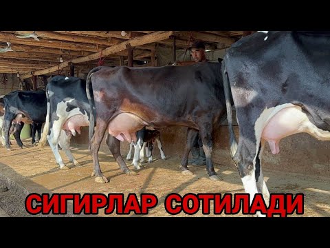 Видео: БЕКЗОД АКАДАН СУТЛАРИ КУП СУТДОР 5 ТА 3 БОШЛИ СИГИРЛАР СОТИЛАДИ SOTILADIGON SIGORLSR 6 октября 2024