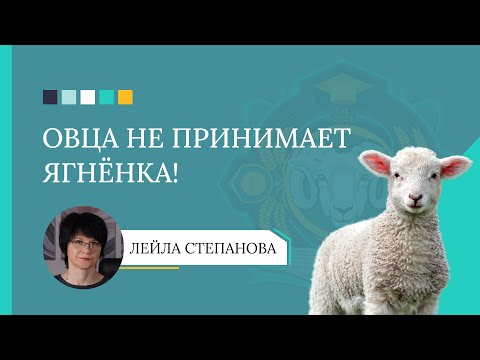 Видео: Овца не принимает ягнёнка? 5 способов решить проблему!