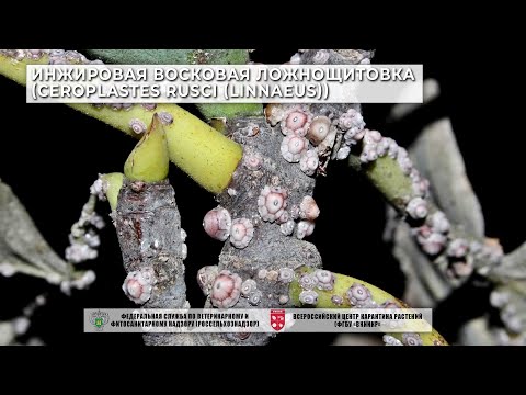 Видео: Инжировая восковая ложнощитовка (Ceroplastes rusci (Linnaeus))