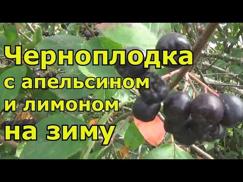Видео: Черноплодка на зиму с апельсином и лимоном. Натуральное лекарство!