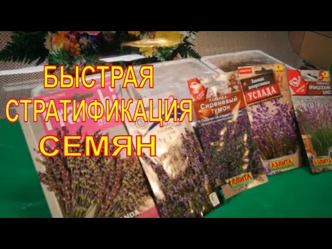 Видео: КАК СЕЯТЬ ЛАВАНДУ .БЫСТРАЯ СТРАТИФИКАЦИЯ СЕМЯН ЛАВАНДЫ.