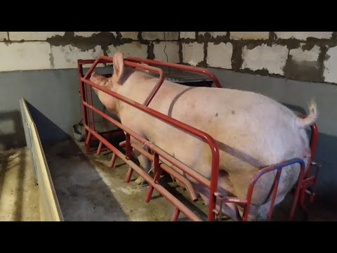 Видео: Что лучше: заниматься откормом, поросятами на племя, поросятами для откорма?
