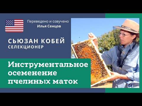 Видео: История метода инструментального осеменения пчелиных маток. Сьюзан Кобей