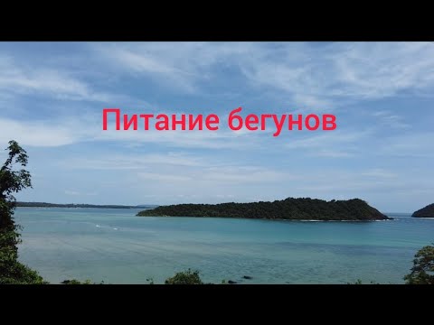 Видео: Питание бегунов