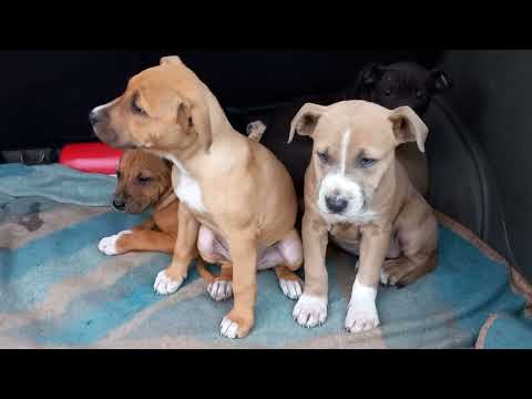 Видео: Птичий рынок. Кропоткин. 27.11.2022.