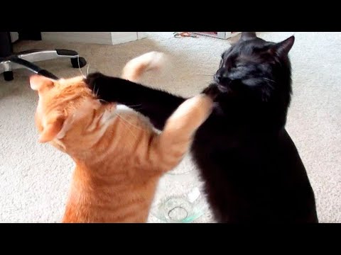 Видео: Когда домашний кот превращается в дикого зверя!