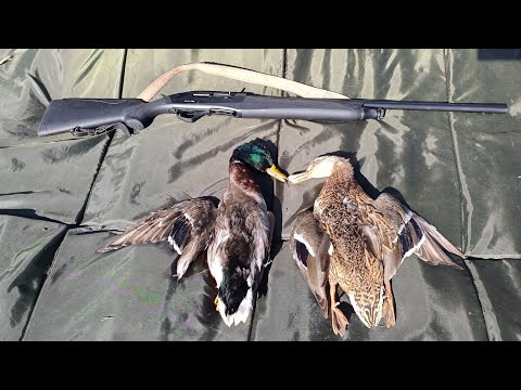 Видео: ОХОТА НА УТКУ , НЕОЖИДАННАЯ ВСТРЕЧА С УТКАМИ ))) FABARM XLR