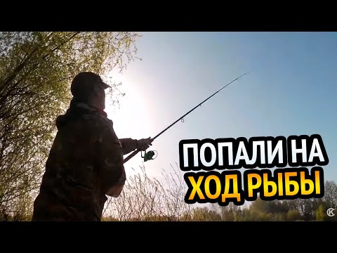 Видео: ПОПАЛИ НА ХОД РЫБЫ!!! ФИДЕР НА РЕКЕ СОЖ! УШЛИ В НОЧЬ, НОЧУЕМ В ЗАРОСЛЯХ.