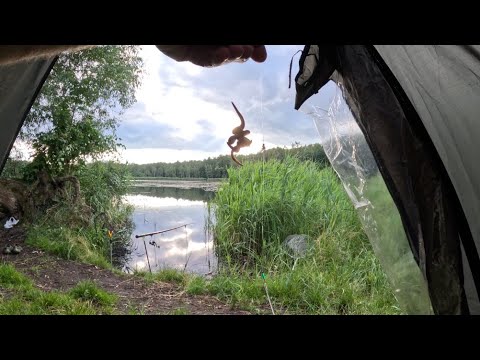 Видео: Нічна Риболовля.Ловля на КУРЯЧУ ПЕЧІНКУ...Неочікуваний УЛОВ