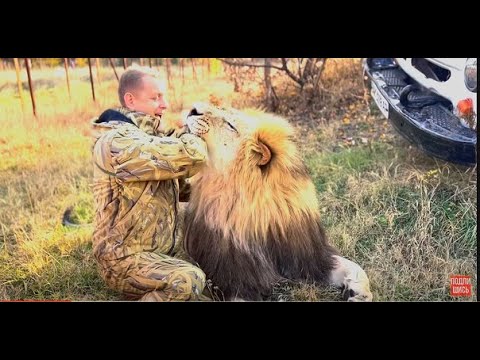 Видео: Любимый  лев ЗАИГРАЛСЯ ЗУБАМИ!