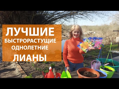 Видео: ТОП 7 самых лучших однолетних лиан