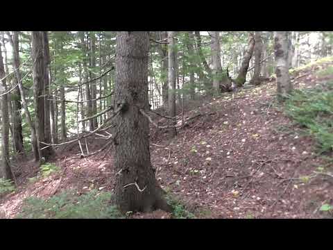 Видео: Прогулка с ружьём вдоль уклонов водотока, август 2024г.