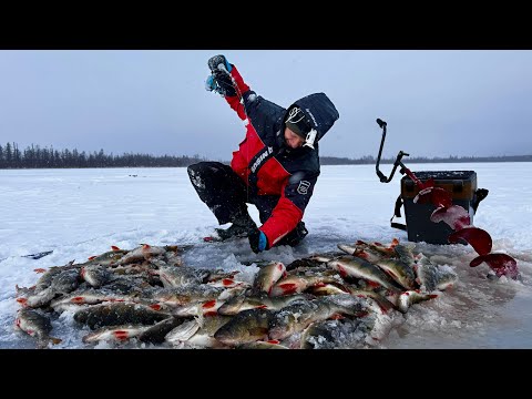 Видео: ШОК! Вот это РАЗДАЧА! ЩУКА И ГОРБАТЫЕ ОКУНИ НА ЛОЖКУ! ПОДВОДНАЯ СЪЕМКА Это ЯКУТИЯ! Первый лёд 2024!