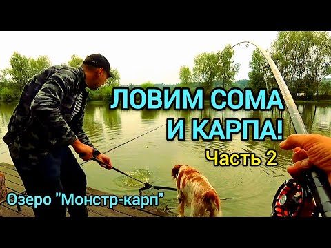 Видео: Ловим сома и карпа! Часть 2.